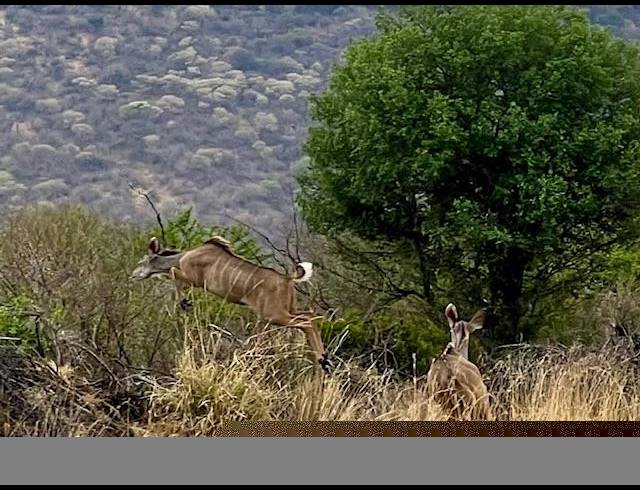 FARM FOR SALE IN DWAALBOOM